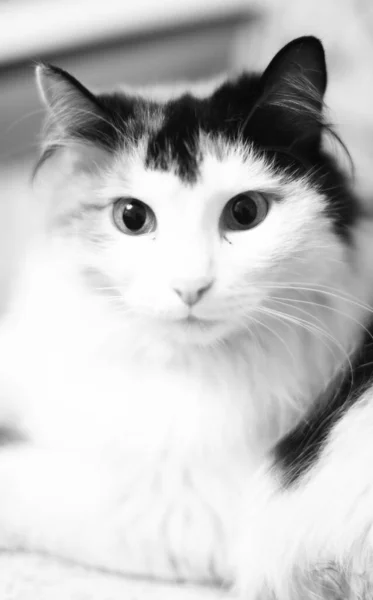 Portrait Chat Cadre Noir Blanc Animal Compagnie — Photo