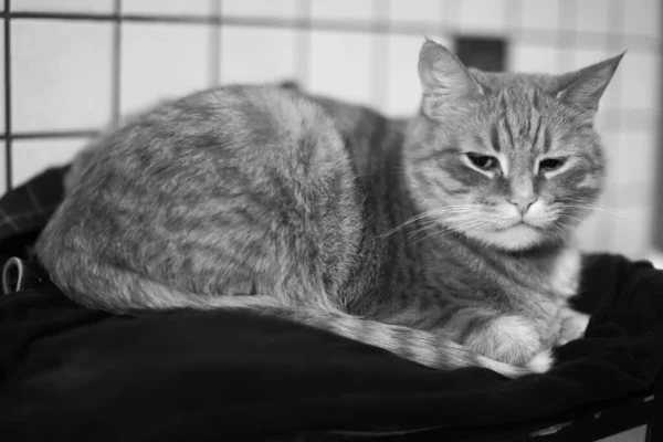 Portrét Kočky Černobílý Rám Domácího Mazlíčka — Stock fotografie