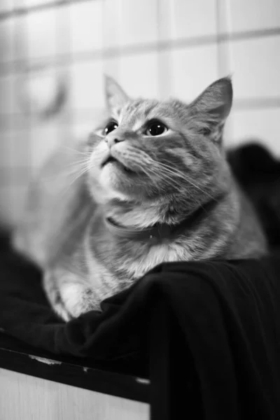 Portrait Chat Cadre Noir Blanc Animal Compagnie — Photo