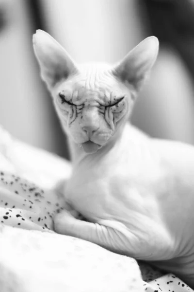 Sphinx Katze Stylisches Schwarz Weiß Foto Eines Haustieres — Stockfoto