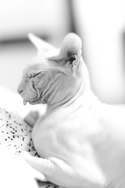 Kot Sfinks Stylowe Czarno Białe Zdjęcie Zwierzaka — Zdjęcie stockowe