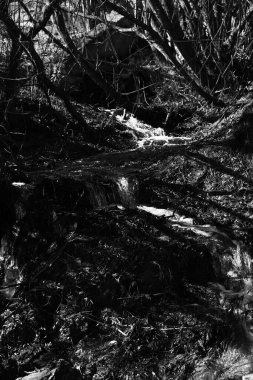 Ağaçların siyah ve beyaz manzarası, gökyüzüne karşı ağaç gövdeleri ve dallar. Doğanın sanat fotoğrafçılığı. minimalizm ve basitlik