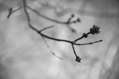 Ağaçların siyah ve beyaz manzarası, gökyüzüne karşı ağaç gövdeleri ve dallar. Doğanın sanat fotoğrafçılığı. minimalizm ve basitlik