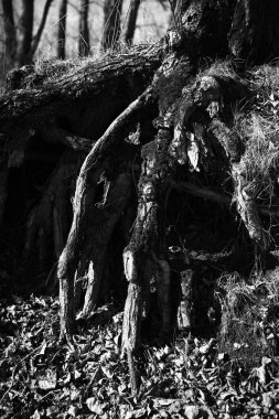 Ağaçların siyah ve beyaz manzarası, gökyüzüne karşı ağaç gövdeleri ve dallar. Doğanın sanat fotoğrafçılığı. minimalizm ve basitlik