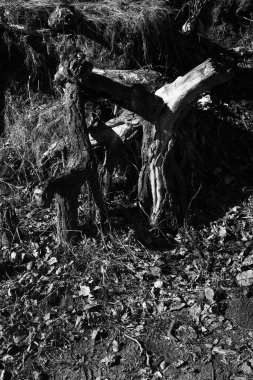 Ağaçların siyah ve beyaz manzarası, gökyüzüne karşı ağaç gövdeleri ve dallar. Doğanın sanat fotoğrafçılığı. minimalizm ve basitlik