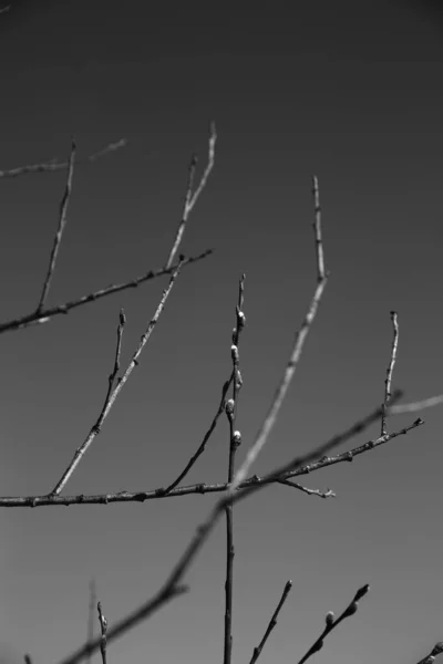 Paesaggio Bianco Nero Alberi Sagome Tronchi Rami Contro Cielo Fotografia — Foto Stock