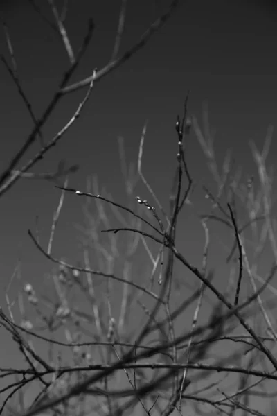 Paysage Noir Blanc Arbres Silhouettes Troncs Branches Contre Ciel Photographie — Photo