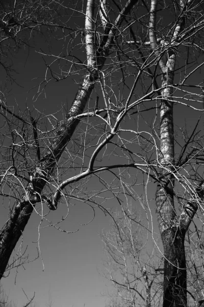 Paysage Noir Blanc Arbres Silhouettes Troncs Branches Contre Ciel Photographie — Photo