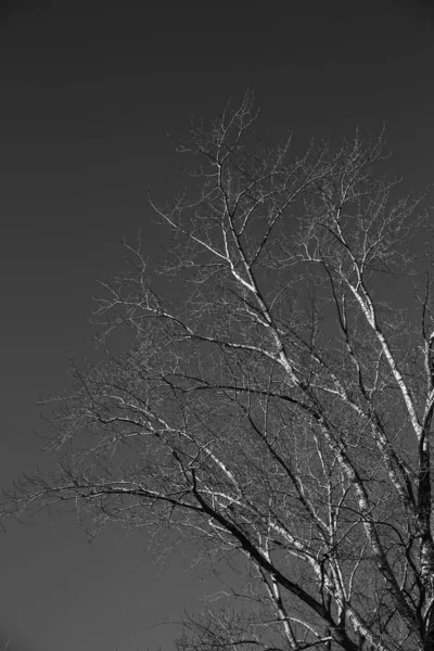 Paysage Noir Blanc Arbres Silhouettes Troncs Branches Contre Ciel Photographie — Photo