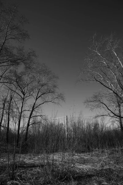 Black White Landscape Trees Silhouettes Trunks Branches Sky Art Photography — Stock Photo, Image