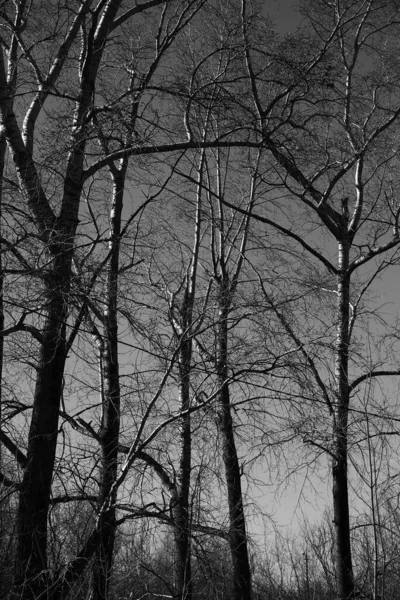 黑白相间的树木景观 树干和枝条的轮廓映衬着天空 自然的艺术摄影 简约和简约 — 图库照片