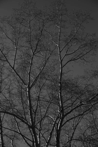 Paisagem Preta Branca Árvores Silhuetas Troncos Galhos Contra Céu Fotografia — Fotografia de Stock