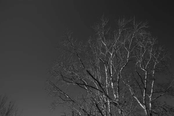 Paisagem Preta Branca Árvores Silhuetas Troncos Galhos Contra Céu Fotografia — Fotografia de Stock