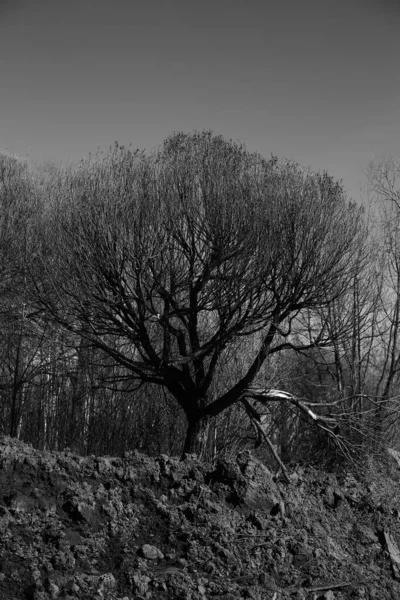 木々の黒と白の風景空に対する幹や枝のシルエット 自然の芸術写真です ミニマリズムとシンプルさ — ストック写真