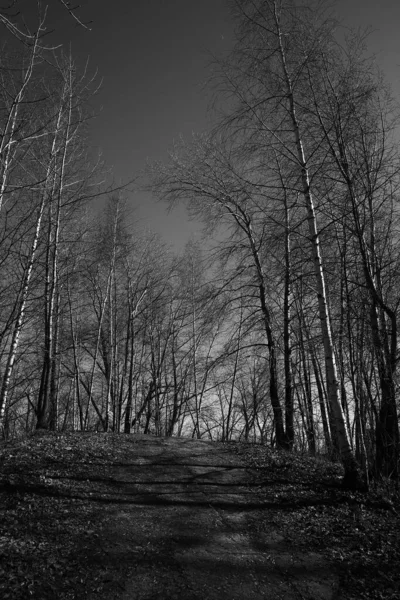 Paesaggio Bianco Nero Alberi Sagome Tronchi Rami Contro Cielo Fotografia — Foto Stock