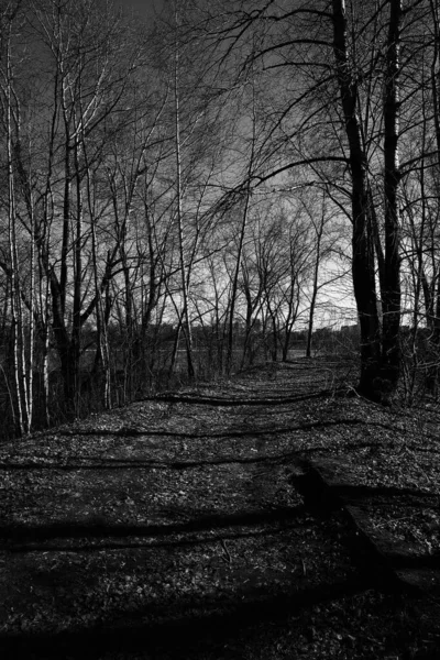 Paisaje Blanco Negro Árboles Siluetas Troncos Ramas Contra Cielo Arte —  Fotos de Stock