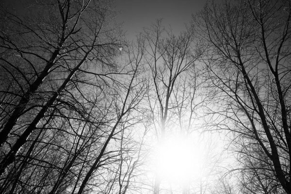 Black and white landscape of trees, silhouettes of trunks and branches against the sky. art photography of nature. minimalism and simplicity