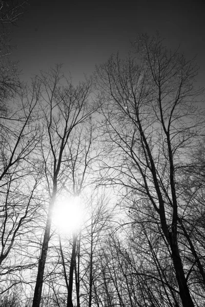 Black White Landscape Trees Silhouettes Trunks Branches Sky Art Photography — Stock Photo, Image