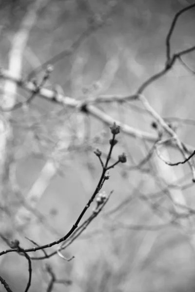 Paysage Noir Blanc Arbres Silhouettes Troncs Branches Contre Ciel Photographie — Photo