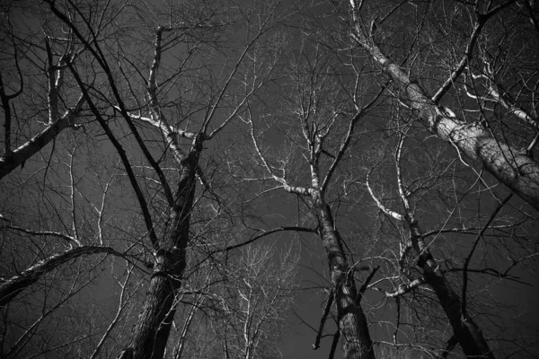 Paisagem Preta Branca Árvores Silhuetas Troncos Galhos Contra Céu Fotografia — Fotografia de Stock