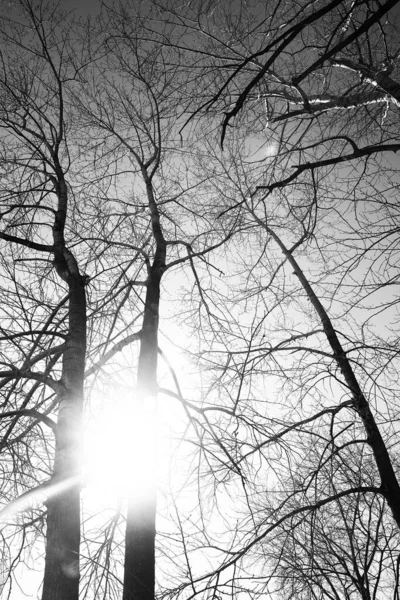 Paysage Noir Blanc Arbres Silhouettes Troncs Branches Contre Ciel Photographie — Photo