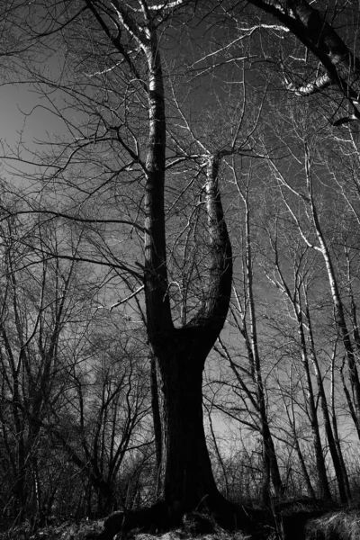 Zwart Wit Landschap Van Bomen Silhouetten Van Stammen Takken Tegen — Stockfoto