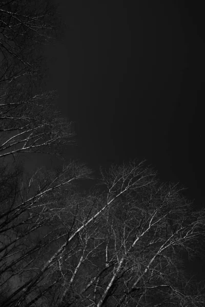 Paysage Noir Blanc Arbres Silhouettes Troncs Branches Contre Ciel Photographie — Photo