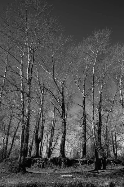 Paysage Noir Blanc Arbres Silhouettes Troncs Branches Contre Ciel Photographie — Photo