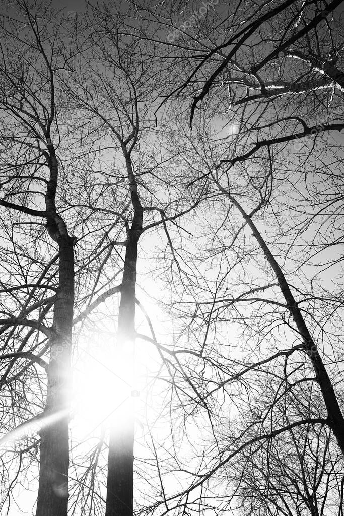 black and white landscape of trees, silhouettes of trunks and branches against the sky. art photography of nature. minimalism and simplicity