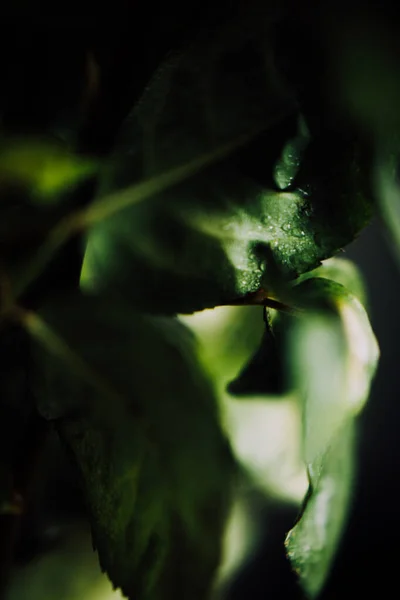 Macro Foto Una Planta Una Rosa Mojada Sobre Fondo Borroso — Foto de Stock