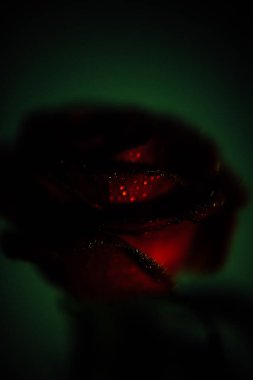 Yeşil arka planda kırmızı gül