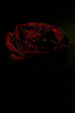 Yeşil arka planda kırmızı gül