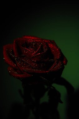 Kırmızı gül koyu arkaplanda. Su damlalı gül goncasının makro fotoğrafı. Siyah arkaplanda kırmızı bir gül. Yakın plan.