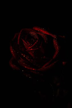 Kırmızı gül koyu arkaplanda. Su damlalı gül goncasının makro fotoğrafı. Siyah arkaplanda kırmızı bir gül. Yakın plan.