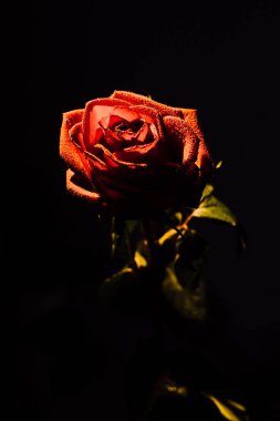 Kırmızı gül koyu arkaplanda. Su damlalı gül goncasının makro fotoğrafı. Siyah arkaplanda kırmızı bir gül. Yakın plan.