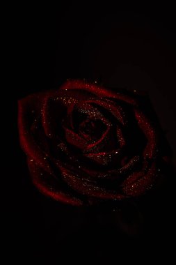 Kırmızı gül koyu arkaplanda. Su damlalı gül goncasının makro fotoğrafı. Siyah arkaplanda kırmızı bir gül. Yakın plan.