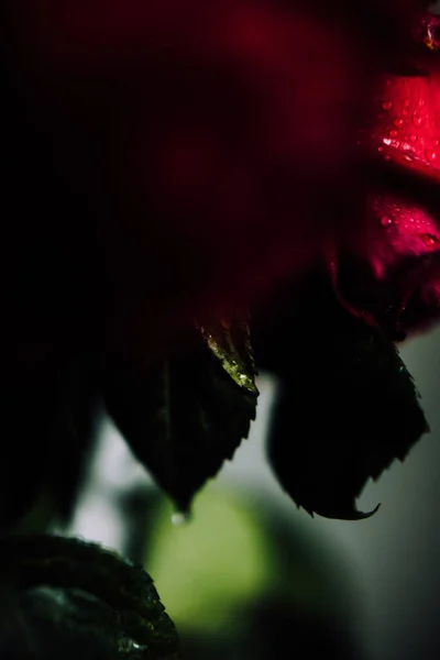 Makrofoto Einer Pflanze Eine Nasse Rose Auf Verschwommenem Hintergrund Rosenknospen — Stockfoto