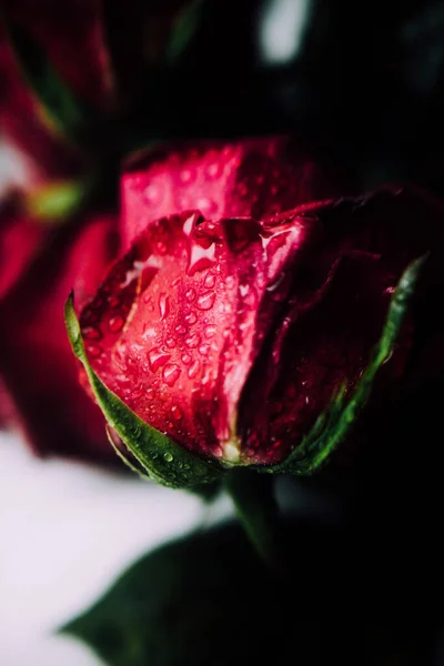 Макрофото Растения Мокрой Розы Размытом Фоне Розовый Бутон Капли Дождя — стоковое фото