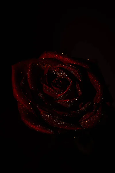 Червона Троянда Темному Тлі Макрозйомка Розебуду Краплями Води Мокра Червона — стокове фото
