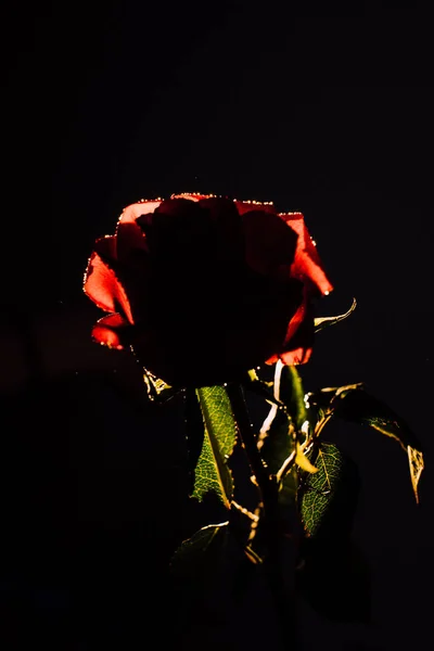 Šarlatová Růže Tmavém Pozadí Makrofotografie Růžového Poupěte Kapkami Vody Mokré — Stock fotografie