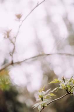 Ağaçlardaki ilk yapraklar, ağaçların tomurcuklanması. Baharın makro fotoğrafçılığı. güzel soyut bokeh ve arka planda bulanıklaşma, gürültülü bulanık film renk fotoğrafçılığı 
