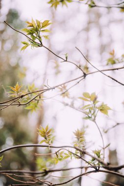 Ağaçlardaki ilk yapraklar, ağaçların tomurcuklanması. Baharın makro fotoğrafçılığı. güzel soyut bokeh ve arka planda bulanıklaşma, gürültülü bulanık film renk fotoğrafçılığı 