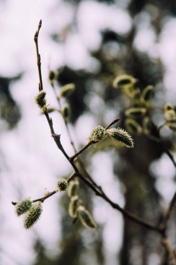 Ağaçlardaki ilk kabarık tomurcuklar, doğadaki bitkilerin makro fotoğrafları.