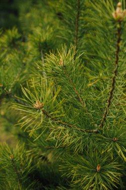 Yoğun orman, soyut doğal arkaplan. Ağaçların ve otların dokusu