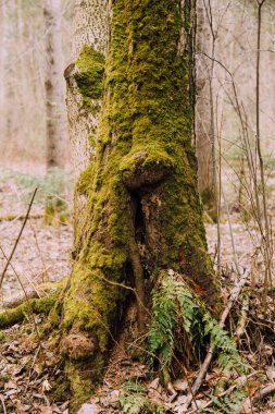 Rus ormanı. Ağaç gövdeleri ve dallarından oluşan yoğun bir manzara. Rusya 'ya baharın gelişinin renkli film fotoğrafı