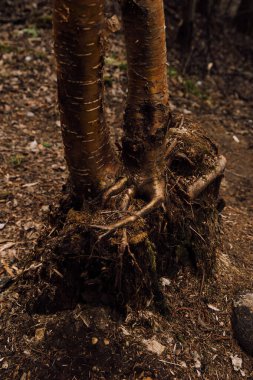 Rus ağaçları, renkli ağaç gövdeleri ve kökleri. soyut orman arka planı