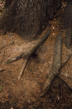 Rus ağaçları, renkli ağaç gövdeleri ve kökleri. soyut orman arka planı