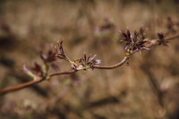 First Leaves Trees Budding Buds Trees Close Macro Photography Spring — Stock Photo, Image