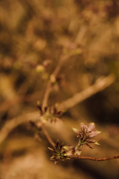 木の最初の葉 木の芽が閉じています 春のマクロ写真です 背景には美しい抽象的なボケとぼやけているノイズのあるファジィフィルムカラー写真 — ストック写真