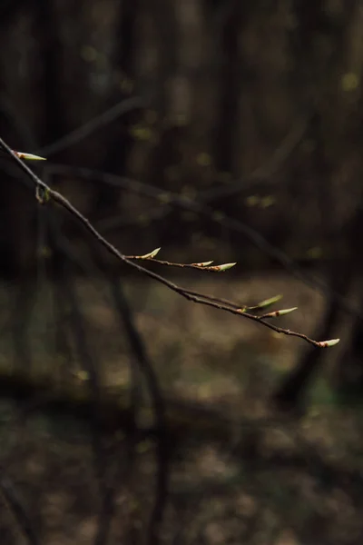 Gemme Verdi Fresche Sugli Alberi Macrofotografia Primavera Paesaggio Colorato Cime — Foto Stock